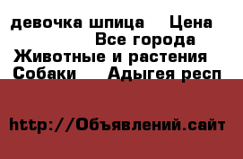 девочка шпица  › Цена ­ 40 000 - Все города Животные и растения » Собаки   . Адыгея респ.